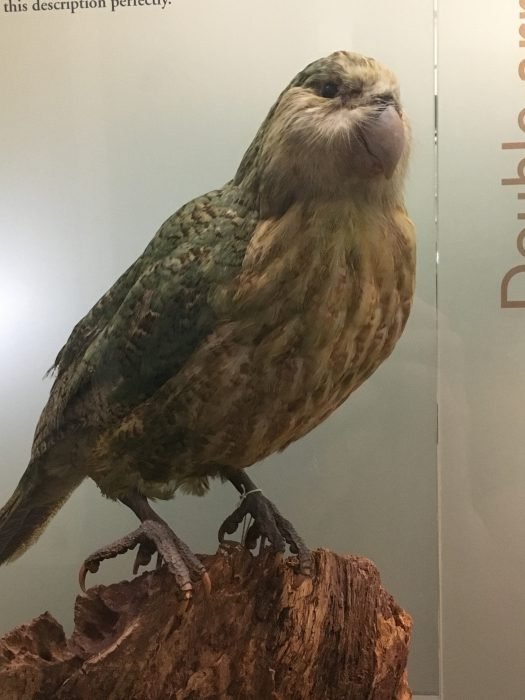 This is a Kakapo - highly endangered but holding on by a feather!