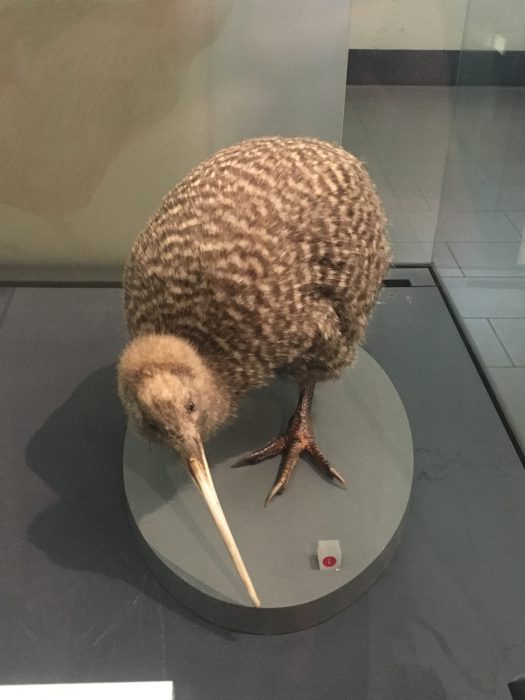 A Kiwi - now extinct.