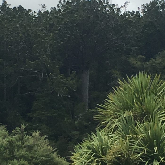 The HUGE Kauri tree